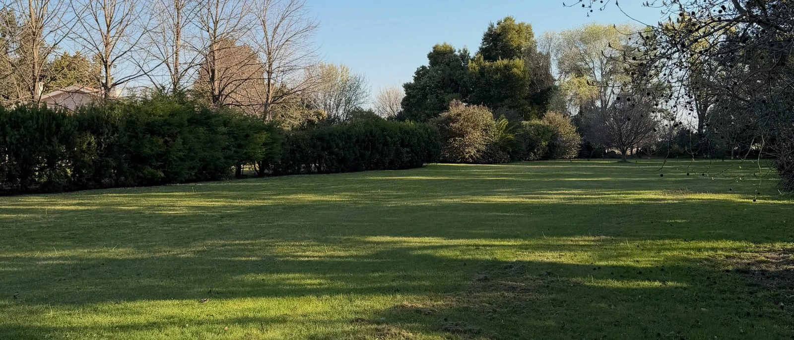 Lote arbolado