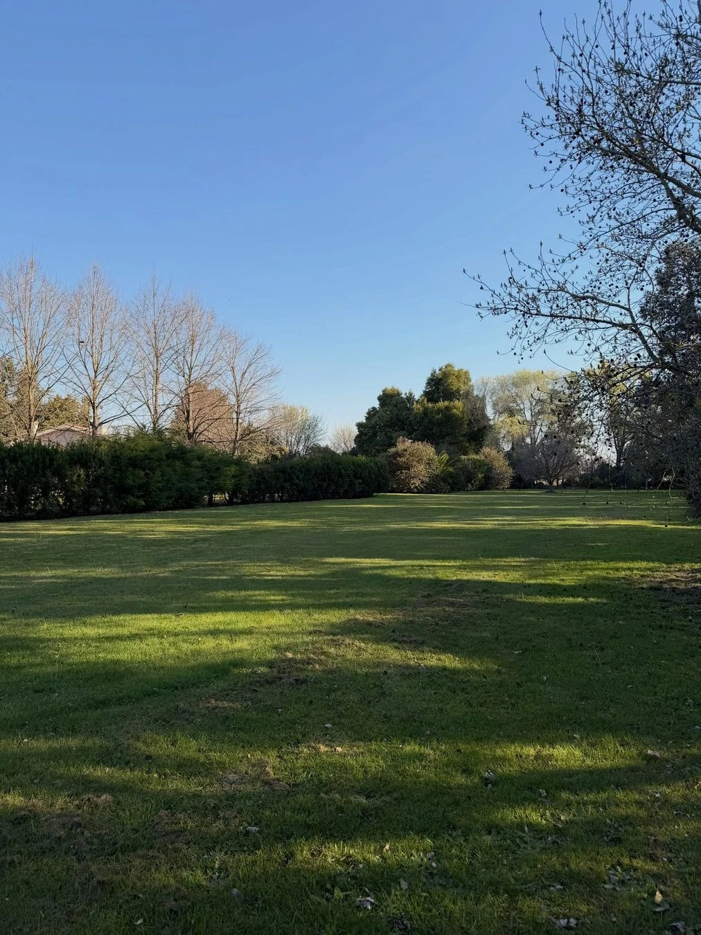 Lote arbolado en Balcarce entre 538 y 540